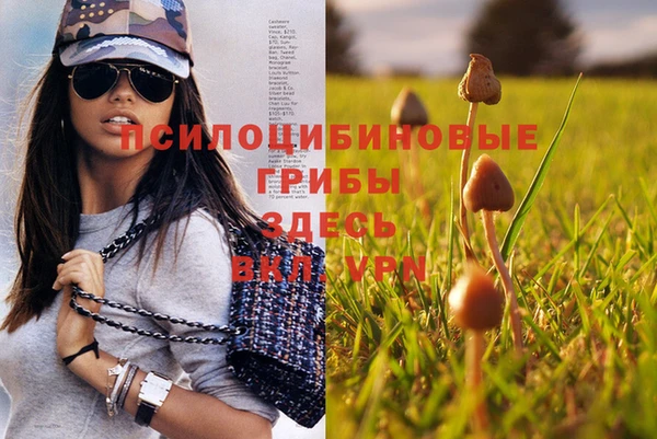 крисы Магас
