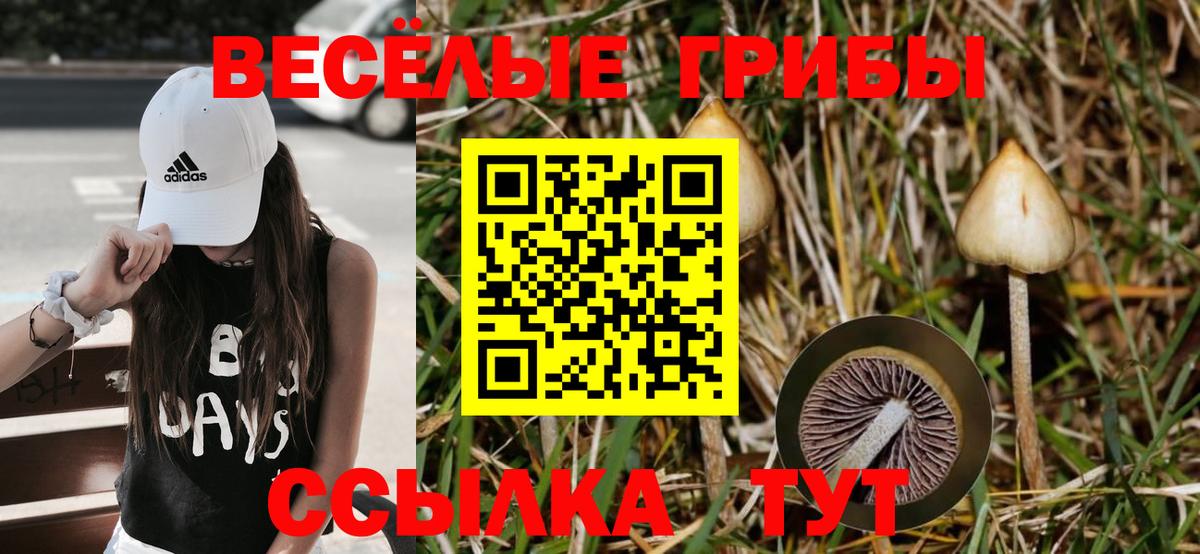 Псилоцибиновые грибы Psilocybe  Вход с VPN  Таганрог 